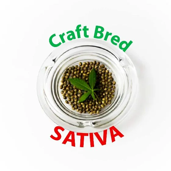 Craft Bred Sativa product image: seeds and a leaf in a glass dish.